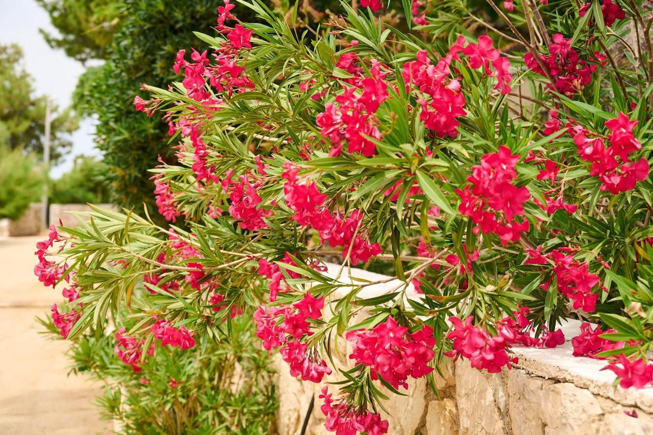 Holiday Park Mandrice Mandre Dış mekan fotoğraf